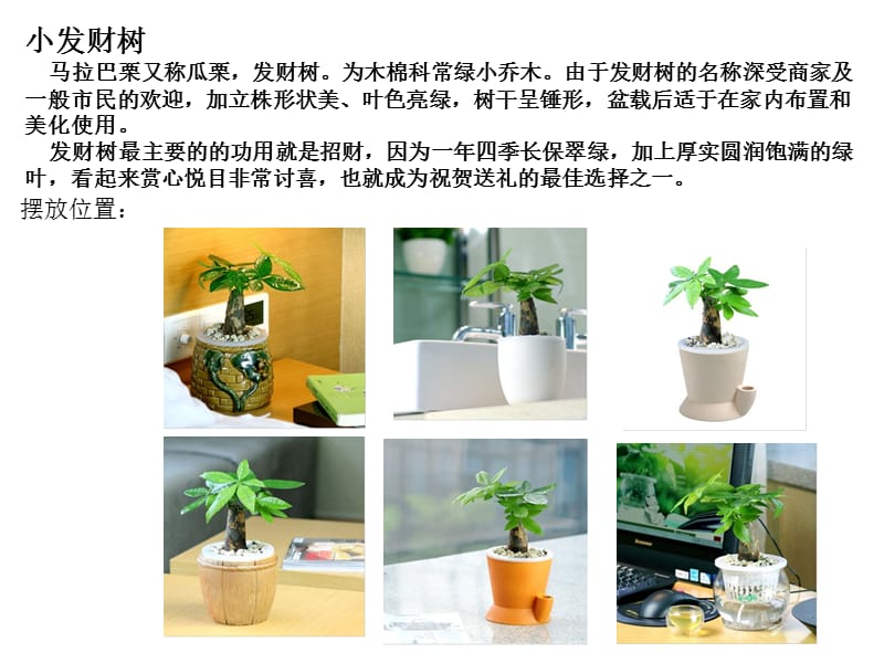 室内绿色植物陈设.ppt_第3页