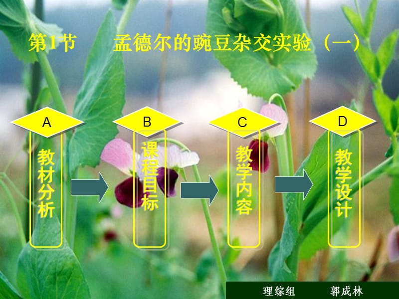 人教版教學課件云南省景洪四中高一生物《孟德爾的豌豆雜交實驗》.ppt_第1頁