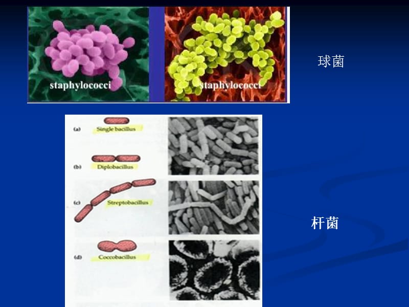 细菌的简单染色和革兰氏染色.ppt_第2页