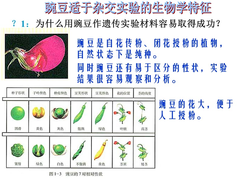 生物人教版必修二 第一章 第1节 孟德尔的豌豆杂交实验.ppt_第3页