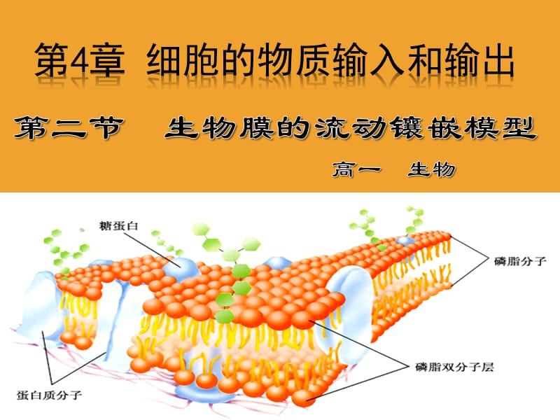 生物膜的流动镶嵌模型说课课件.ppt_第1页