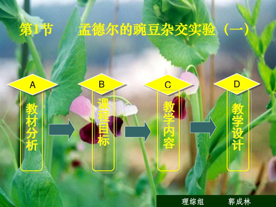 人教版教學(xué)課件云南省景洪四中高一生物《孟德爾的豌豆雜交實驗》課件.ppt_第1頁