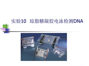 瓊脂糖凝膠電泳檢測(cè)DNA.ppt