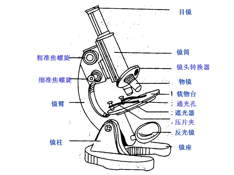 高中生物学基础知识--显微镜.ppt_第3页