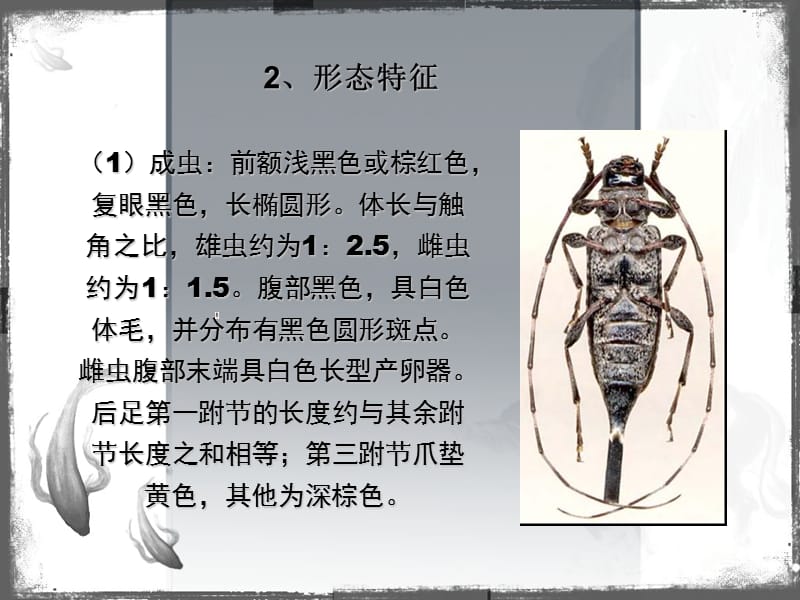 鞘翅目检疫性害虫.ppt_第3页