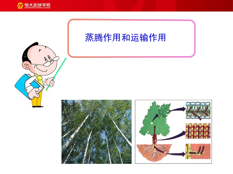 蒸腾作用和运输作用.ppt_第1页