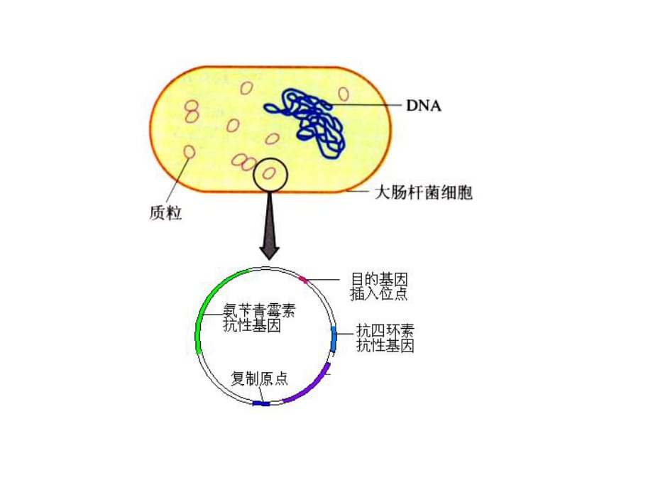 基因工程的基本操作程序2-公开课.ppt_第1页