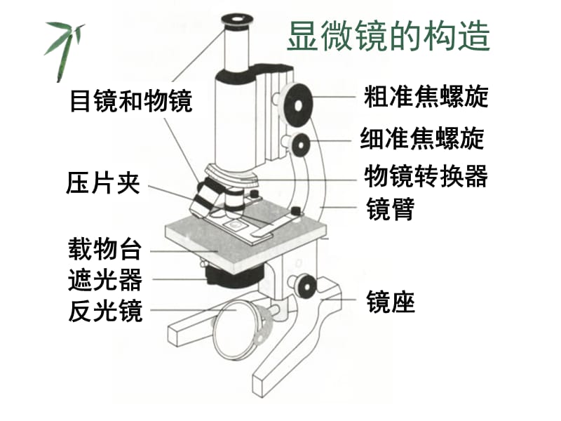 顯微鏡、洋蔥表皮細(xì)胞、口腔上皮細(xì)胞.ppt_第1頁(yè)