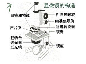 顯微鏡、洋蔥表皮細(xì)胞、口腔上皮細(xì)胞.ppt