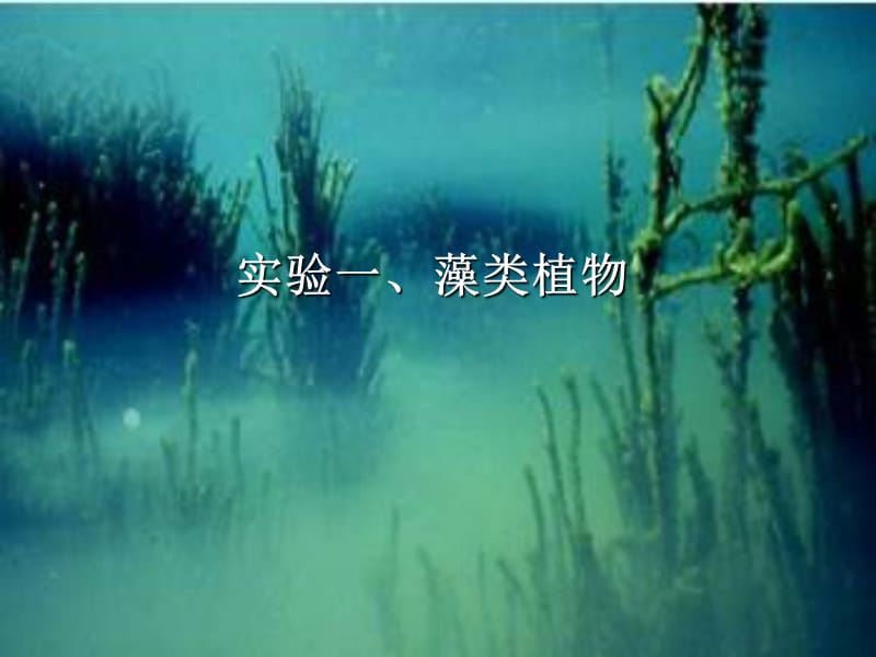 植物學(xué)下冊植物實(shí)驗(yàn)實(shí)驗(yàn)一、藻類植物.ppt_第1頁