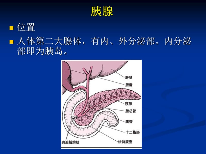 最新最全-胰岛素的种类及用法.ppt_第2页