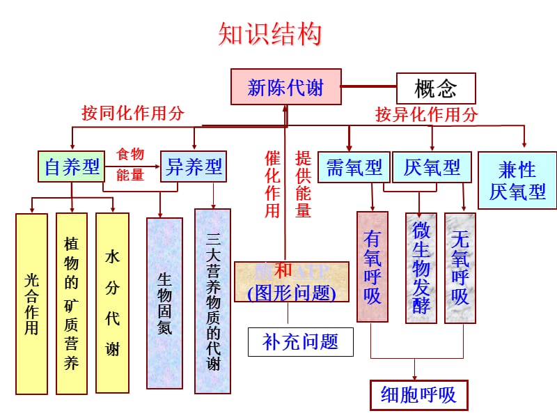 2010届高三生物新陈代谢.ppt_第2页