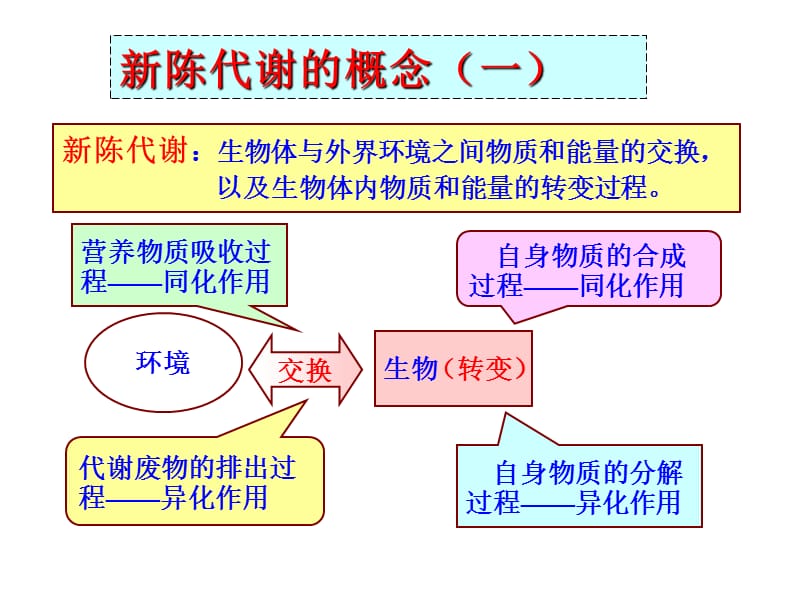 2010届高三生物新陈代谢.ppt_第3页