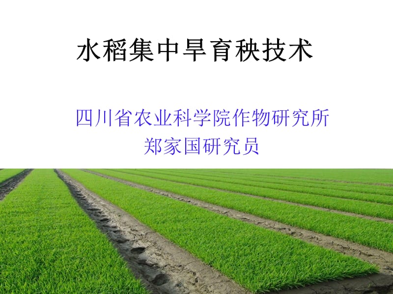 《水稻集中育秧技术》PPT课件.ppt_第1页