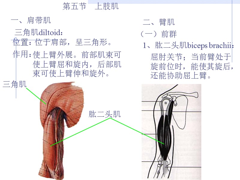 《上肢肌下肢肌》PPT课件.ppt_第3页