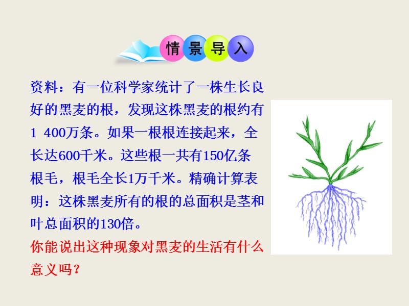 《植株的生長》PPT課件.ppt_第1頁