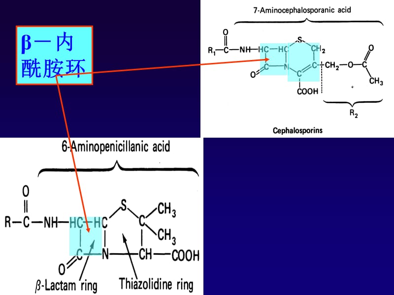 β-内酰胺类抗生素.ppt_第3页