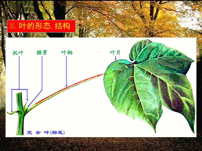 《植物形态术语》PPT课件.ppt_第1页