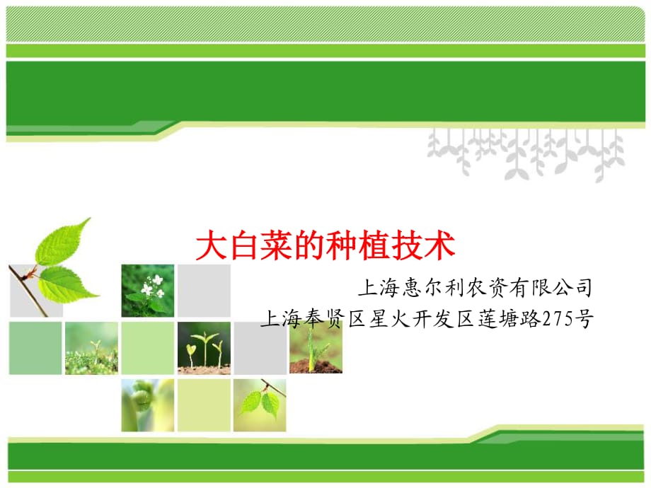 《大白菜的種植技術(shù)》PPT課件.ppt_第1頁