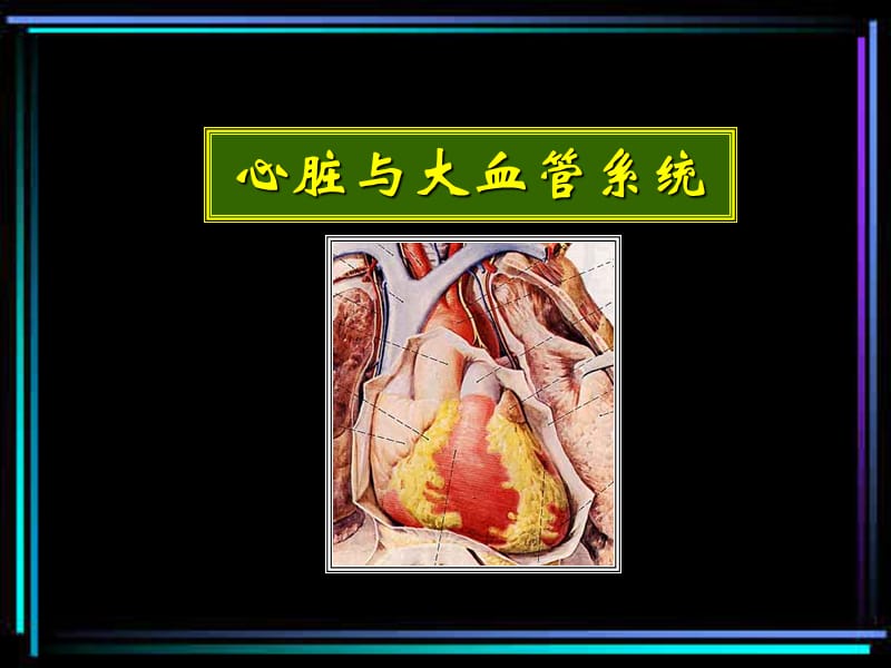 《心脏与大血管解剖》PPT课件.ppt_第1页