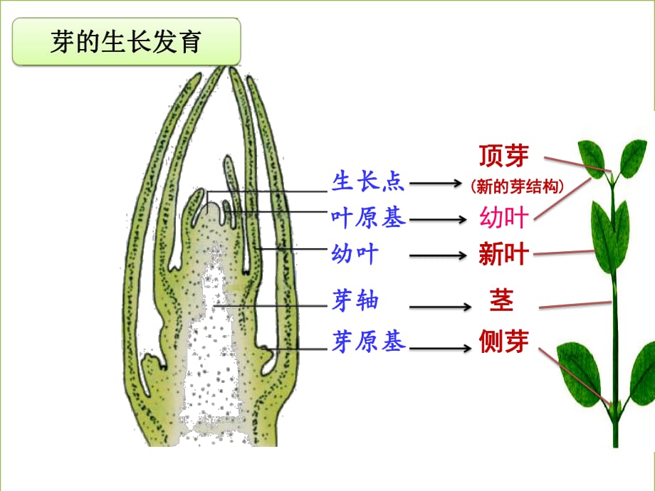 《植物的無性生殖》PPT課件.pptx_第1頁