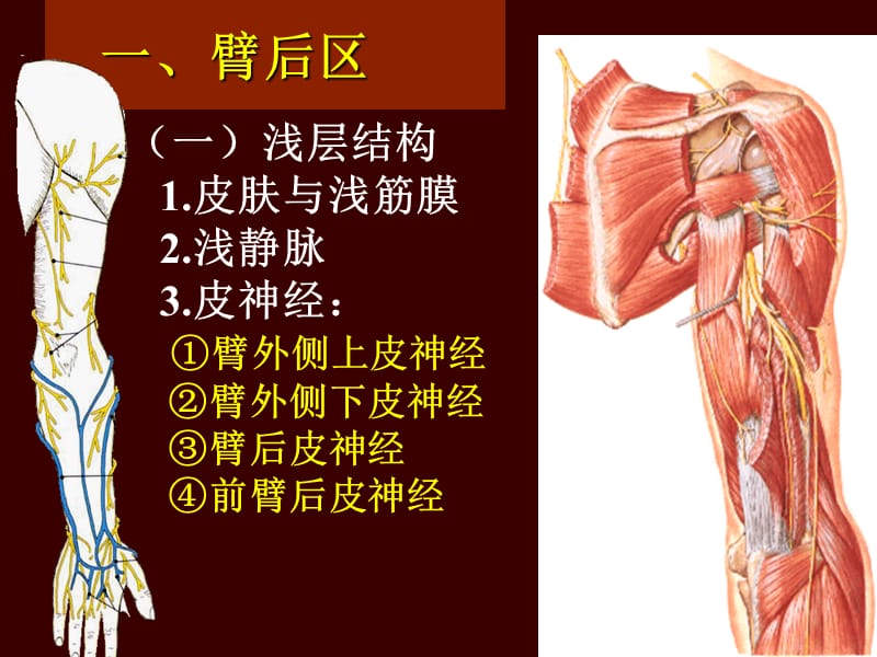 《上肢后定稿》PPT课件.ppt_第2页