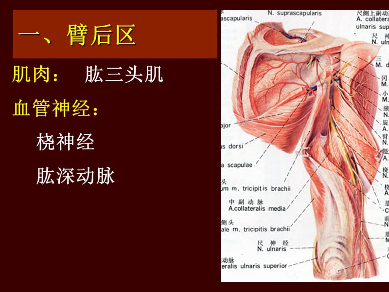 《上肢后定稿》PPT课件.ppt_第3页