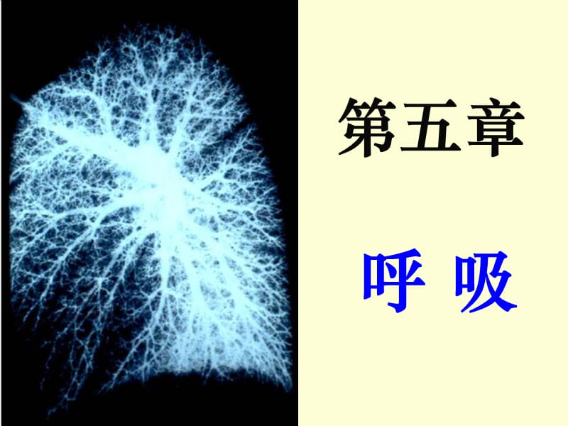 人民衛(wèi)生出版社生理學第七版呼吸部分.ppt_第1頁