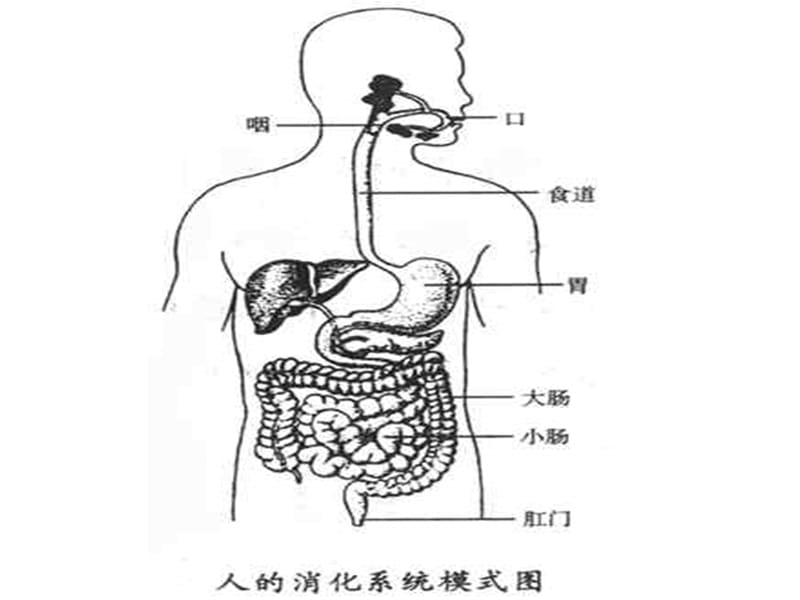 《物质的消化与吸收》PPT课件.ppt_第1页