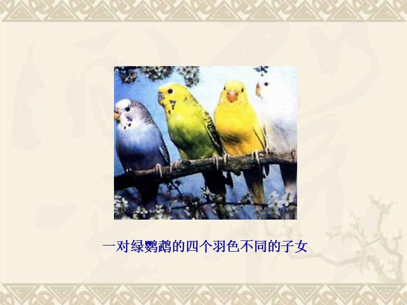 《生物的遗传和变异》PPT课件.ppt_第3页