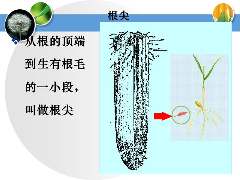 人教版七上《植株的生长》ppt课件.ppt_第2页