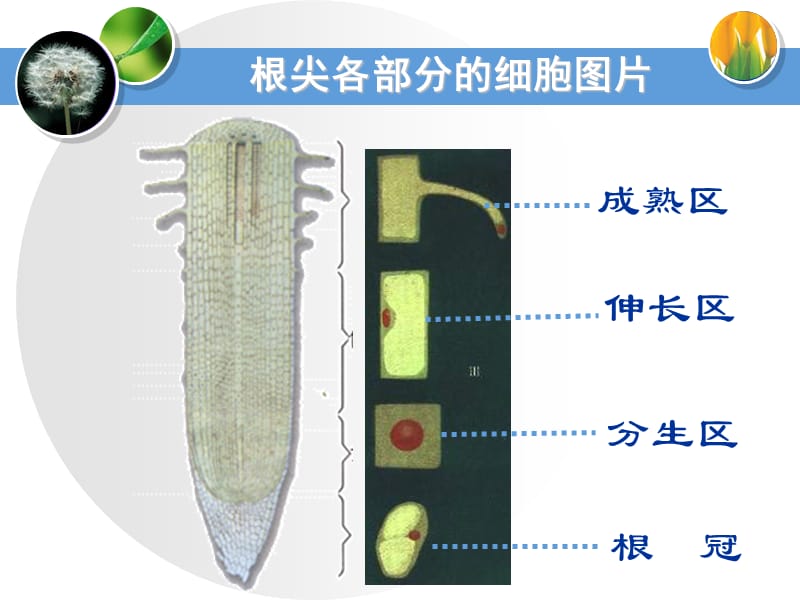 人教版七上《植株的生长》ppt课件.ppt_第3页