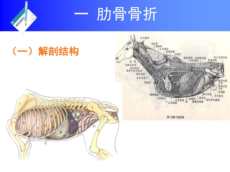 《胸腹部及脊柱疾病》PPT课件.ppt_第2页