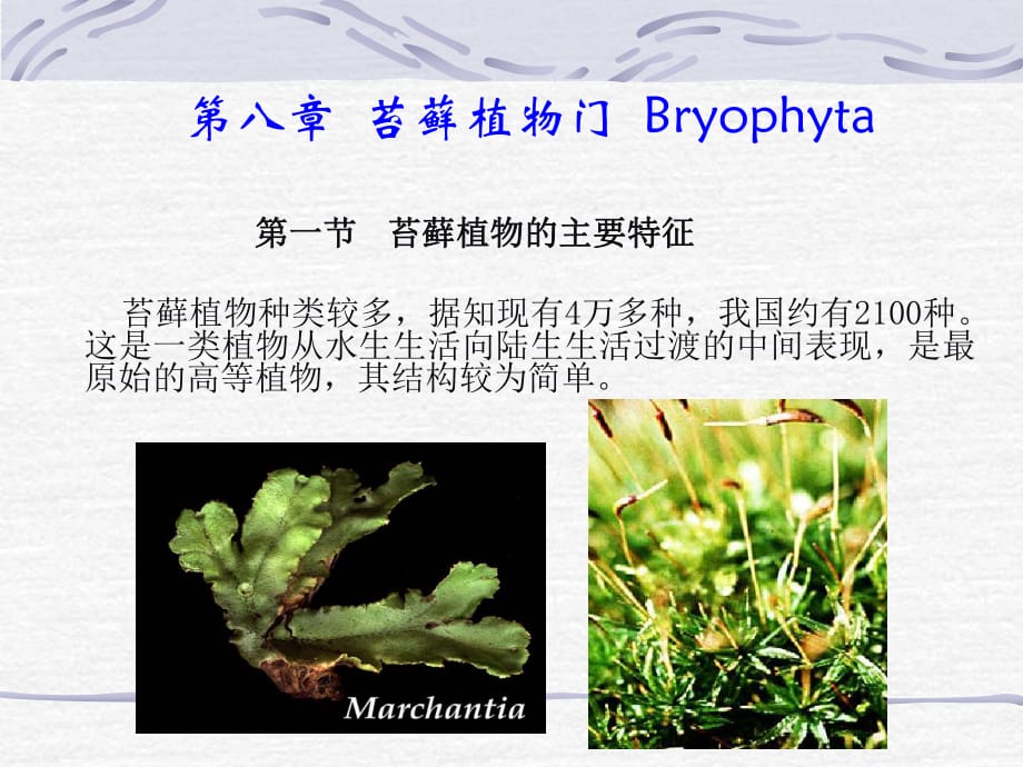 《苔蘚植物門》PPT課件.ppt_第1頁