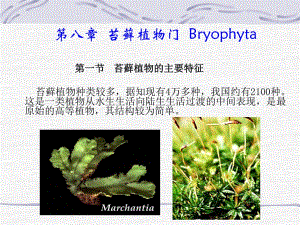 《苔蘚植物門(mén)》PPT課件.ppt