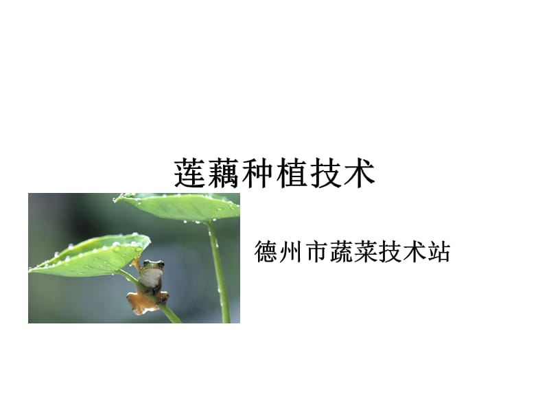 《莲藕种植技术》PPT课件.ppt_第1页