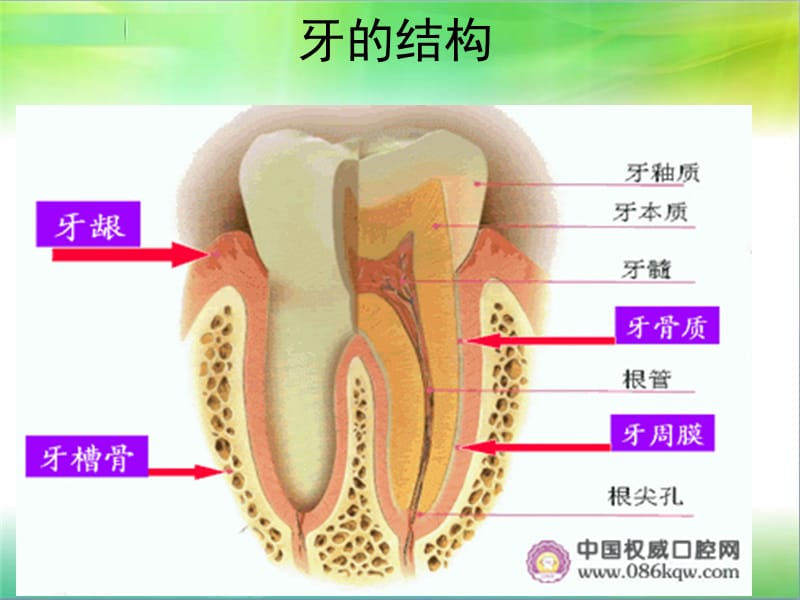 《牙科树脂充填》PPT课件.ppt_第3页