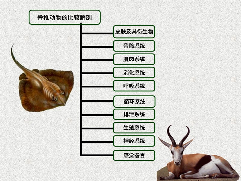 《脊椎动物比较解剖》PPT课件.ppt_第1页