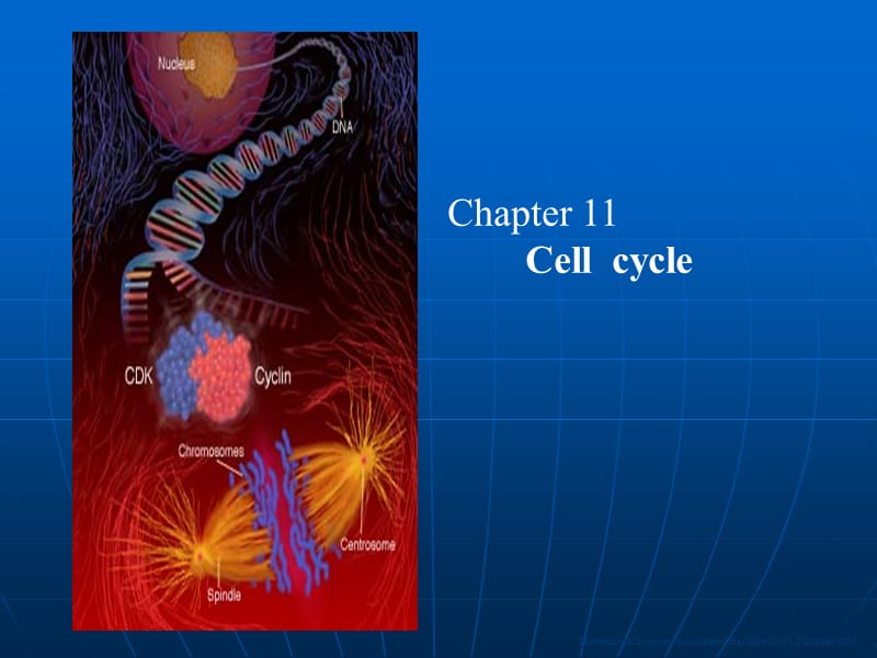 《细胞的增殖和调控》PPT课件.ppt_第1页