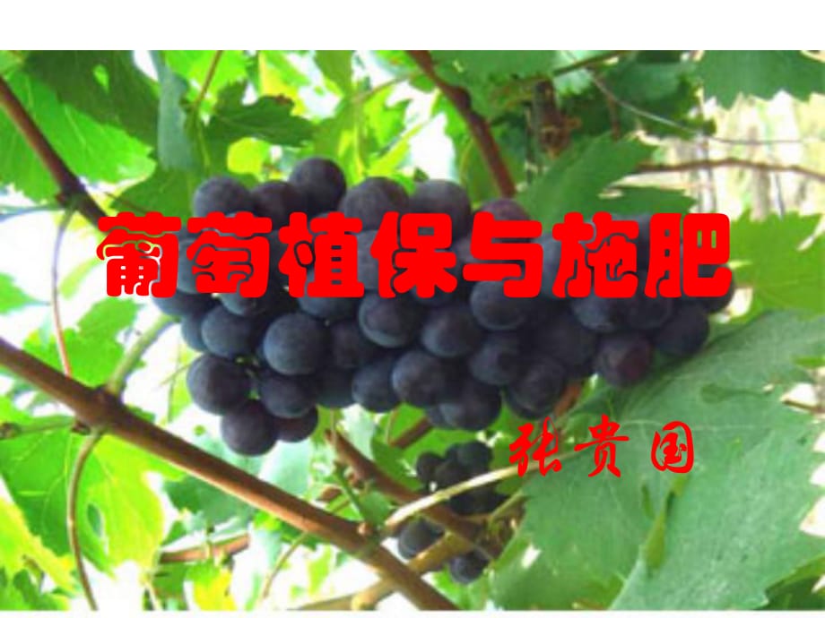 《葡萄植保与施肥》PPT课件.ppt_第1页