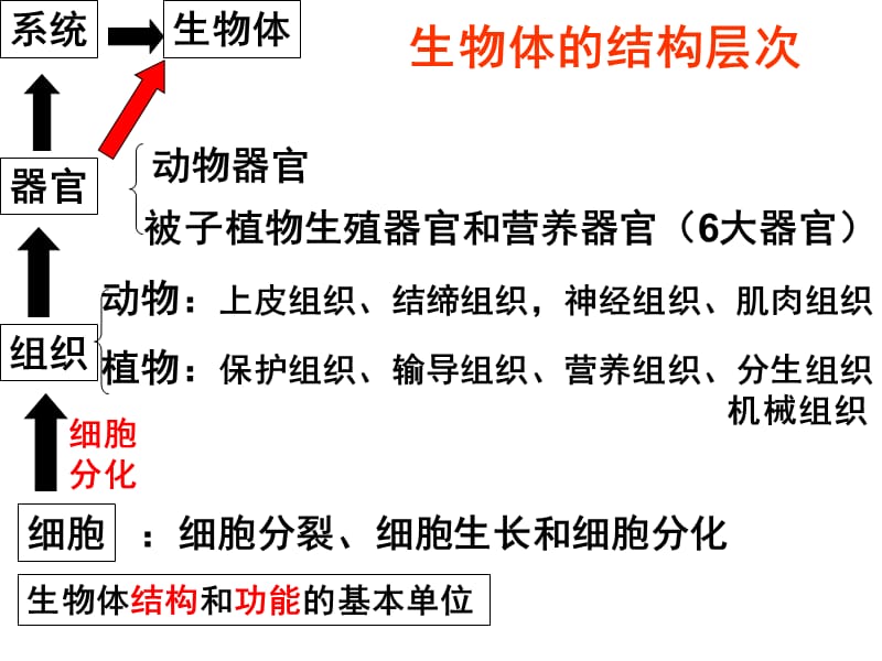 《生物的适应性》PPT课件.ppt_第1页