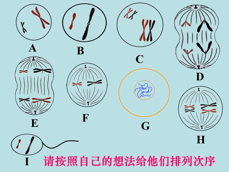 减数分裂和受精作用二.ppt_第1页