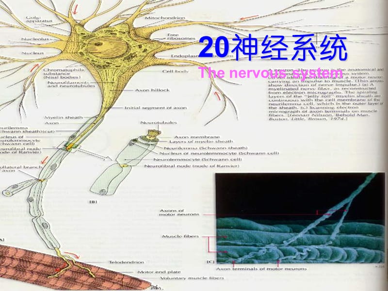 《解剖生理学神经》PPT课件.ppt_第1页