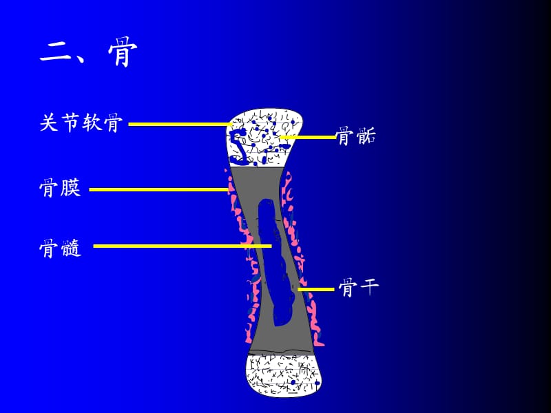 《骨肌组织GAI》PPT课件.ppt_第2页