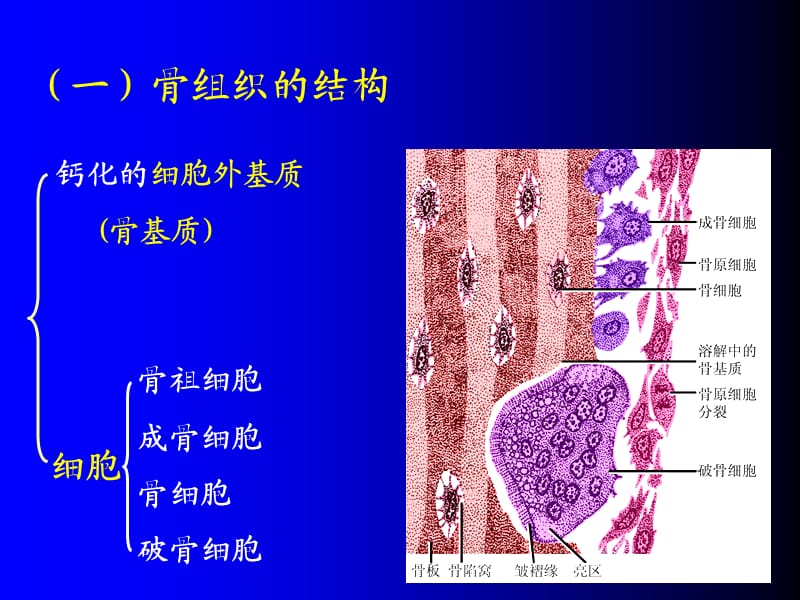 《骨肌组织GAI》PPT课件.ppt_第3页