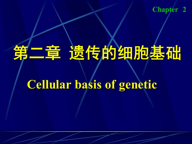 《遗传的细胞基础》PPT课件.ppt_第1页