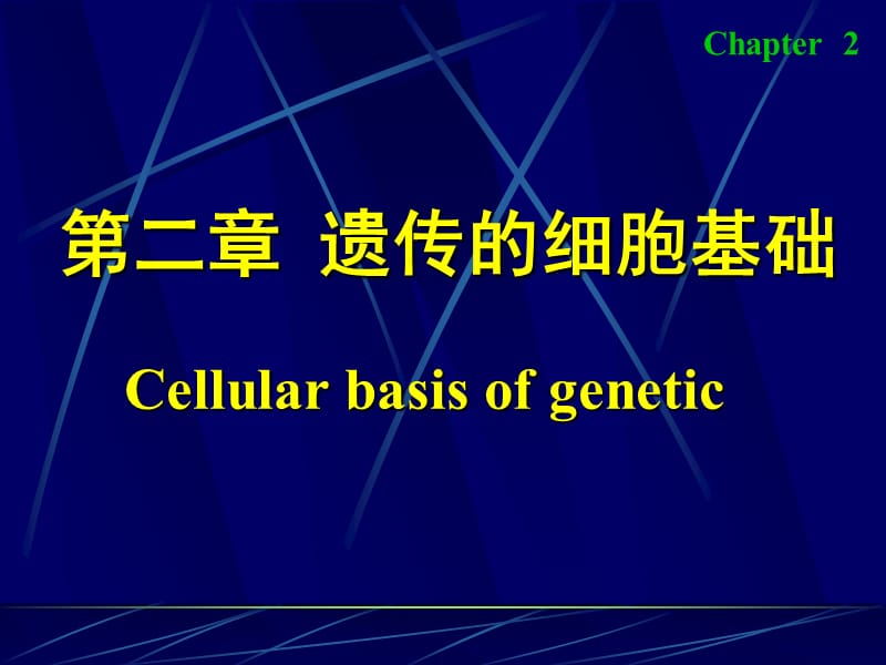 《遺傳的細胞基礎(chǔ)》PPT課件.ppt_第1頁