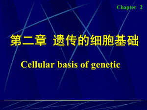 《遺傳的細(xì)胞基礎(chǔ)》PPT課件.ppt