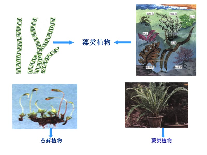 《種子植物》PPT課件.ppt_第1頁