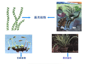 《種子植物》PPT課件.ppt